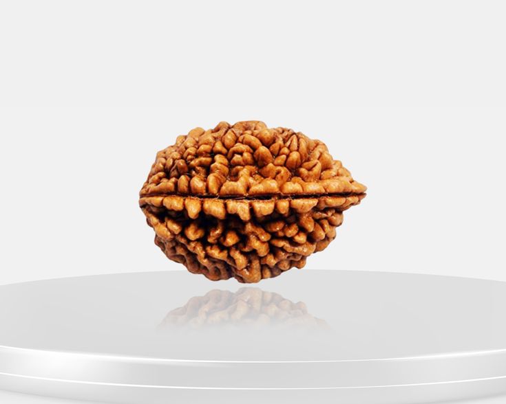 Original 2 Mukhi Rudraksha (Certified) | Harmony, Relationship & Emotional Balance Bead