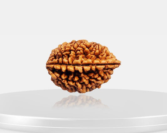 Original 2 Mukhi Rudraksha (Certified) | Harmony, Relationship & Emotional Balance Bead