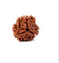 Original 3 Mukhi Rudraksha (Nepal) – Benefits, How to Wear, Price & Authenticity Guide