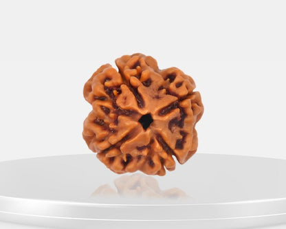 Original 4 Mukhi Rudraksha (Nepal) – Benefits, How to Wear, Price & Authenticity Guide