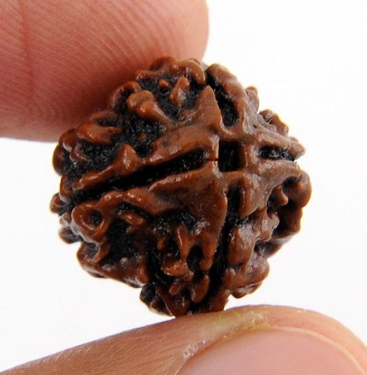 Original 4 Mukhi Rudraksha (Nepal) – Benefits, How to Wear, Price & Authenticity Guide