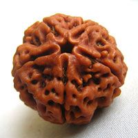 Original 5 Mukhi Rudraksha (Nepal) – Benefits, How to Wear, Price & Authenticity Guide