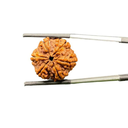 Original 6 Mukhi Rudraksha (Nepal) – Benefits, How to Wear, Price & Authenticity Guide