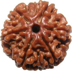 Original 6 Mukhi Rudraksha (Nepal) – Benefits, How to Wear, Price & Authenticity Guide