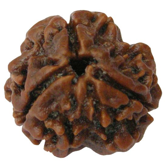 Original 3 Mukhi Rudraksha (Nepal) – Benefits, How to Wear, Price & Authenticity Guide