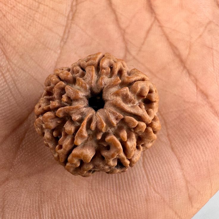 Original 7 Mukhi Rudraksha (Nepal) – Benefits, How to Wear, Price & Authenticity Guide