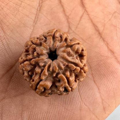 Original 7 Mukhi Rudraksha (Nepal) – Benefits, How to Wear, Price & Authenticity Guide