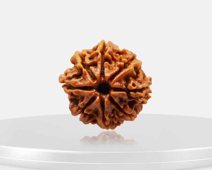Original 8 Mukhi Rudraksha (Nepal) – Benefits, How to Wear, Price & Authenticity Guide