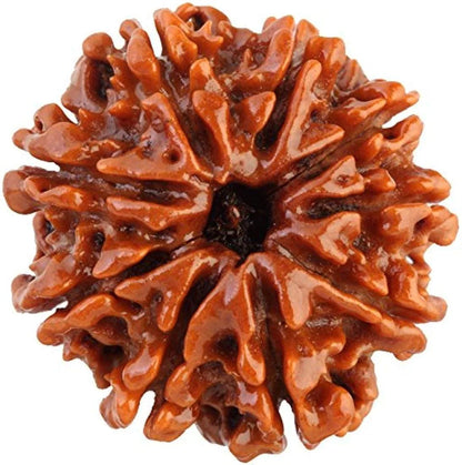Original 9 Mukhi Rudraksha (Nepal) – Benefits, How to Wear, Price & Authenticity Guide