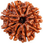 Original 9 Mukhi Rudraksha (Nepal) – Benefits, How to Wear, Price & Authenticity Guide