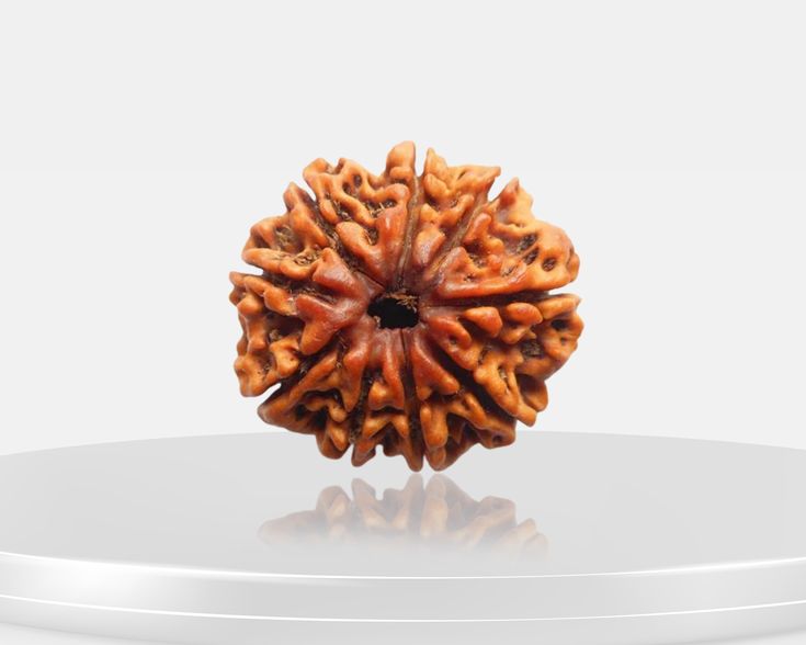 Original 9 Mukhi Rudraksha (Nepal) – Benefits, How to Wear, Price & Authenticity Guide