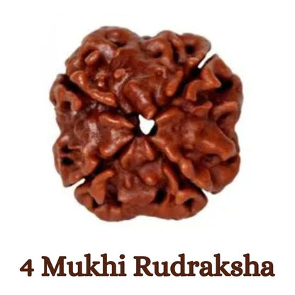 Original 4 Mukhi Rudraksha (Nepal) – Benefits, How to Wear, Price & Authenticity Guide