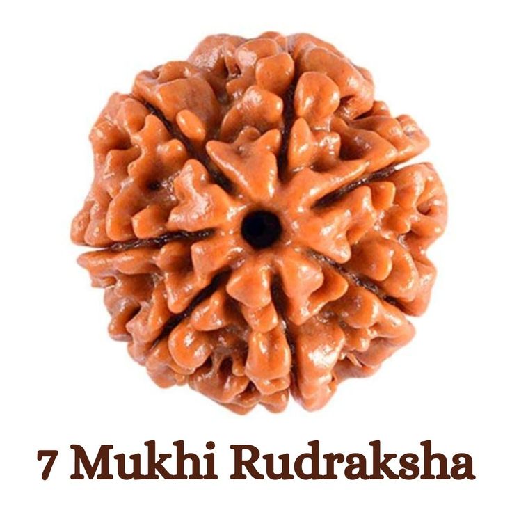 Original 7 Mukhi Rudraksha (Nepal) – Benefits, How to Wear, Price & Authenticity Guide