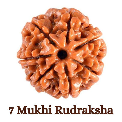 Original 7 Mukhi Rudraksha (Nepal) – Benefits, How to Wear, Price & Authenticity Guide