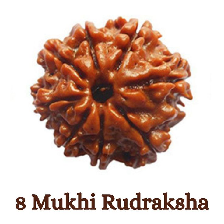 Original 8 Mukhi Rudraksha (Nepal) – Benefits, How to Wear, Price & Authenticity Guide