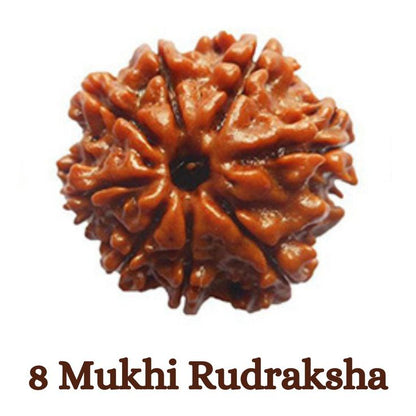 Original 8 Mukhi Rudraksha (Nepal) – Benefits, How to Wear, Price & Authenticity Guide