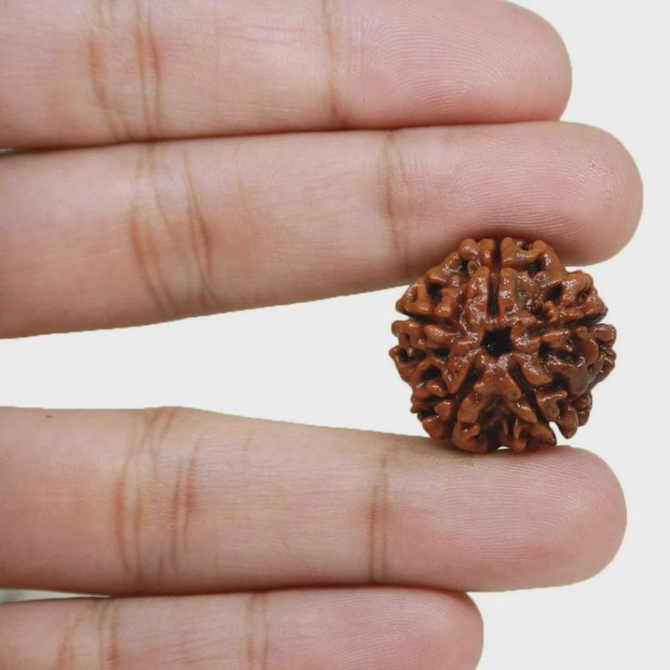 Original 5 Mukhi Rudraksha (Nepal) – Benefits, How to Wear, Price & Authenticity Guide