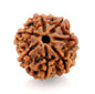 Original 7 Mukhi Rudraksha (Nepal) – Benefits, How to Wear, Price & Authenticity Guide