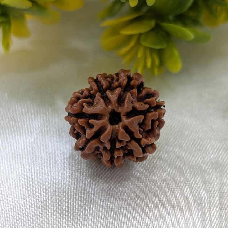 Original 7 Mukhi Rudraksha (Nepal) – Benefits, How to Wear, Price & Authenticity Guide