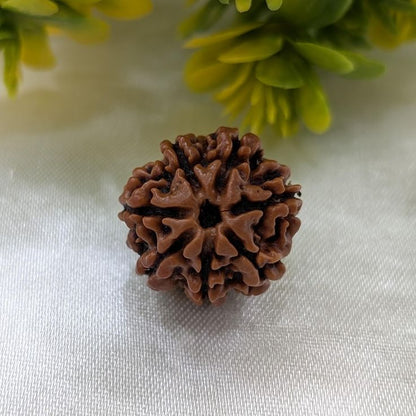 Original 7 Mukhi Rudraksha (Nepal) – Benefits, How to Wear, Price & Authenticity Guide