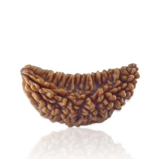 Original 1 Mukhi Rudraksha (Nepal) – Benefits, Price, How to Wear & Authenticity Guide