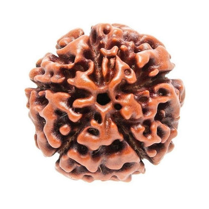 Original 5 Mukhi Rudraksha (Nepal) – Benefits, How to Wear, Price & Authenticity Guide