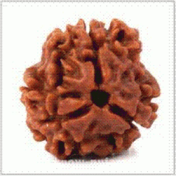 Original 3 Mukhi Rudraksha (Nepal) – Benefits, How to Wear, Price & Authenticity Guide