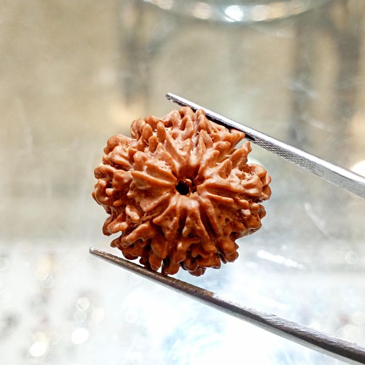 Original 8 Mukhi Rudraksha (Nepal) – Benefits, How to Wear, Price & Authenticity Guide