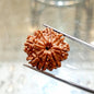 Original 8 Mukhi Rudraksha (Nepal) – Benefits, How to Wear, Price & Authenticity Guide