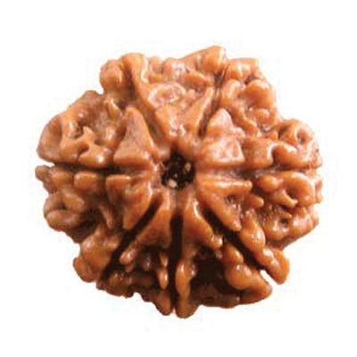 Original 7 Mukhi Rudraksha (Nepal) – Benefits, How to Wear, Price & Authenticity Guide