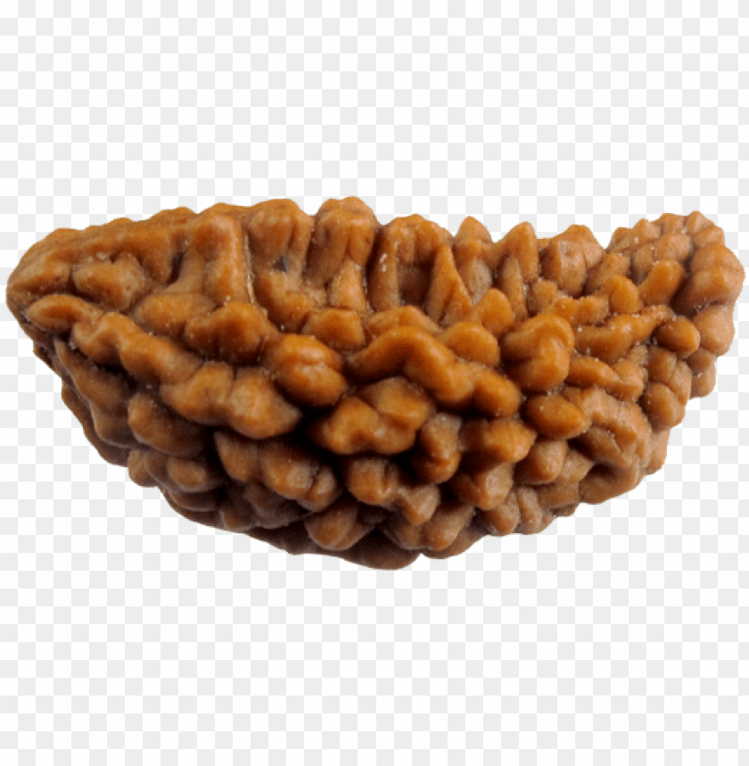Original 1 Mukhi Rudraksha (Nepal) – Benefits, Price, How to Wear & Authenticity Guide