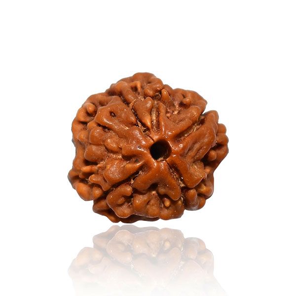 Original 4 Mukhi Rudraksha (Nepal) – Benefits, How to Wear, Price & Authenticity Guide