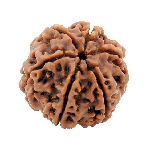 Original 6 Mukhi Rudraksha (Nepal) – Benefits, How to Wear, Price & Authenticity Guide